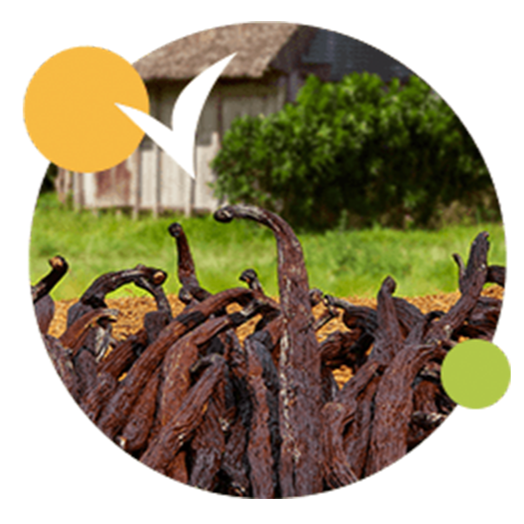 Vanille de Madagascar