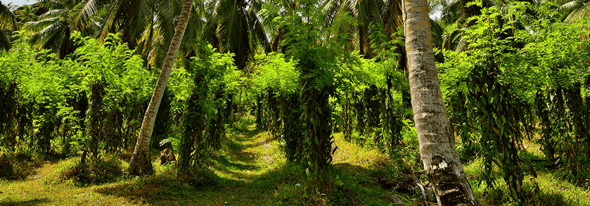 Vanille de Madagascar