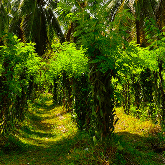 Madagascar Vanille