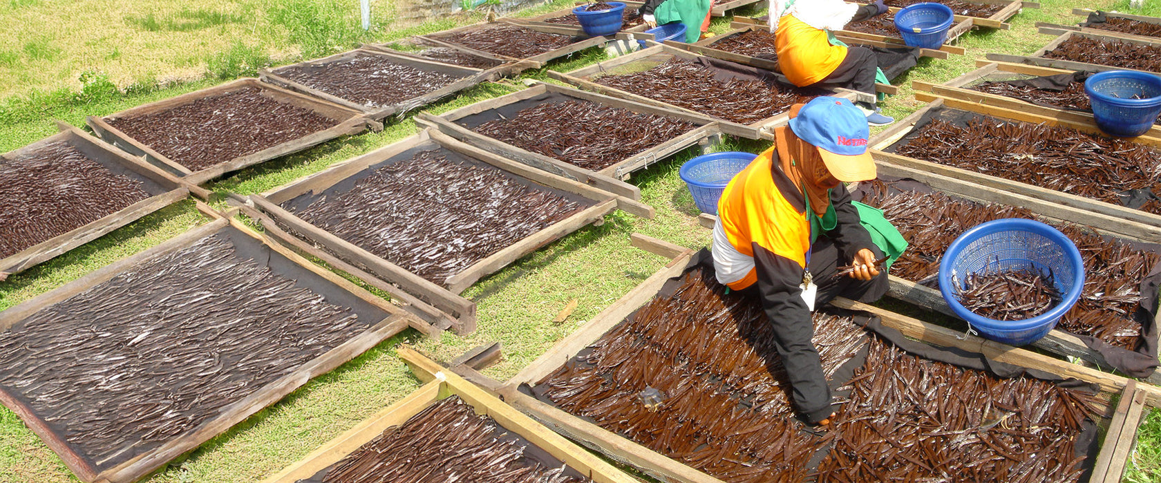 Les planteurs du cacao